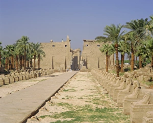 Portal Prints: Avenue of Sphinxes and statues of Ramses II, Luxor Temple, Luxor, Egypt