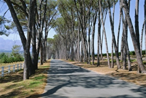Republic Of South Africa Prints: Avenue of trees
