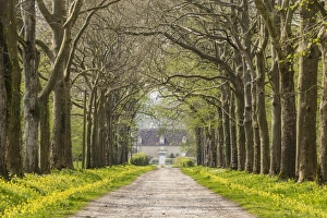 The Way Forward Prints: An avenue of trees in the countryside of Vienne, France, Europe