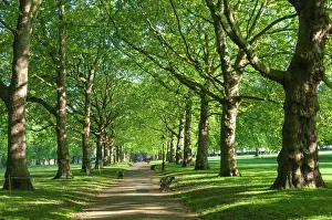 Botanical Prints: Avenue of trees in Green Park, London, England, United Kingdom, Europe