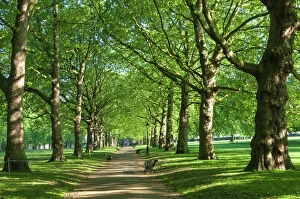 Vanishing Point Gallery: Avenue of trees in Green Park, London, England, United Kingdom, Europe