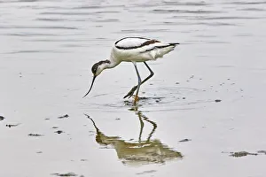 Wildlife Conservation Prints: An avocet (Recurvirostra avosetta)