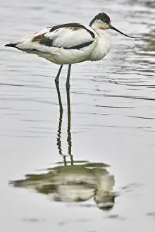 Shorebird Prints: An avocet (Recurvirostra avosetta)