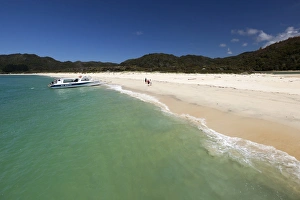 Nelson Region Prints: Awaroa beach, Abel Tasman National Park, Nelson region, South Island, New Zealand, Pacific