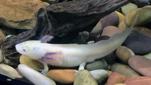 Aquarium Prints: Axolotl, Tampa Aquarium, United States of America