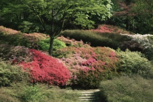 Azaleas in flower, Valley Gardens, Windsor Great Park, Surrey, England