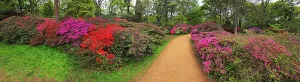 Gardening Prints: Azaleas, Isabella Plantation, United Kingdom
