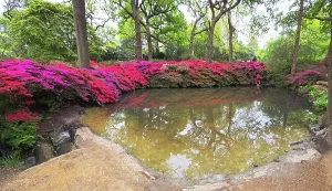 Aesthetics Prints: Azaleas, Isabella Plantation, United Kingdom