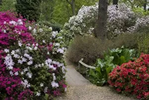 Images Dated 14th May 2010: Azaleas and rhododendrons, Isabella Plantation, Richmond Park, Richmond