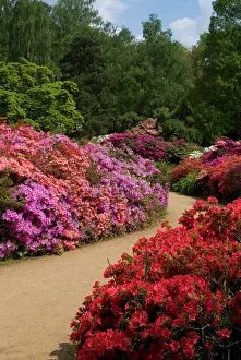 Azaleas and rhododendrons, Isabella Plantation, Richmond Park, Richmond Azaleas and rhododendrons, Isabella Plantation, Richmond Park, Richmond