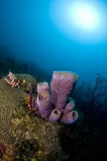 Azure vase sponge (Callyspongia plicifera), and sunburst, St. Lucia, West Indies, Caribbean, Central America