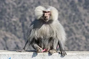 Saudi Arabia Prints: Baboon, Abha, Kingdom of Saudi Arabia, Middle East
