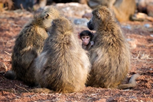 Immature Prints: Baboon family, Botswana, Africa