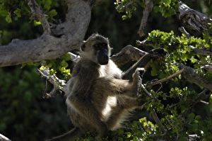 Images Dated 6th December 2008: Baboon in morning light, Chobe National Park, Botswana, Africa