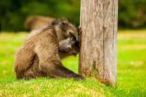 Foreground Focus Prints: Baboon resting, Johannesburg, South Africa, Africa