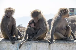 Four Animals Prints: Baboons, Abha, Kingdom of Saudi Arabia, Middle East