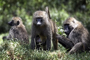 Baboon Prints: Baboons at Lake Nakuru National Park, Kenya, East Africa, Africa