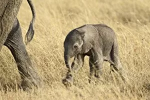 Images Dated 20th October 2006: Baby African elephant (Loxodonta africana)