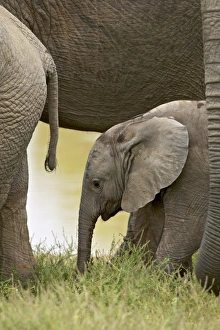 Images Dated 9th November 2006: Baby African elephant (Loxodonta africana)