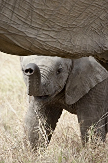 Images Dated 8th October 2007: Baby African Elephant (Loxodonta africana), Masai Mara National Reserve