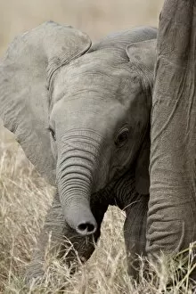 Images Dated 8th October 2007: Baby African Elephant (Loxodonta africana), Masai Mara National Reserve