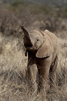 Images Dated 28th September 2007: Baby African elephant (Loxodonta africana), Samburu National Reserve, Kenya