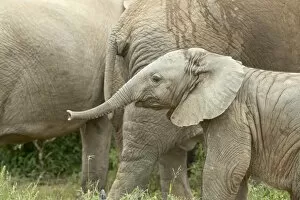 Images Dated 9th November 2006: Baby African Elephant (Loxodonta africana), Addo Elephant National Park