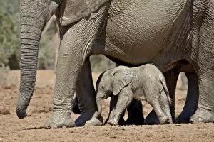 Images Dated 3rd November 2007: Baby African Elephant (Loxodonta africana) standing under its mother, Addo Elephant National Park