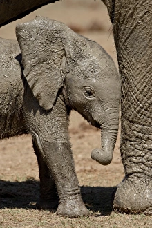 Images Dated 3rd November 2007: Baby African Elephant (Loxodonta africana) standing by its mothers leg