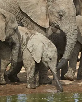 Baby African elephant (Loxodonta africana) drinking, Addo Elephant National Park, South Africa, Africa