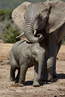 Baby African Elephant (Loxodonta africana) with its mother, Addo Elephant National Park