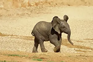 Dirt Prints: Baby African elephant (Loxodonta africana) running