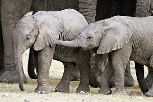 Images Dated 6th August 2008: Baby African elephants