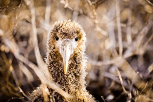 Albatross Prints: Baby albatross on Epanola Island, Galapagos Islands, Ecuador, South America