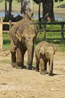 Elephants Prints: Baby Asian elephants, Uda Walawe Elephant Transit Home, Sri Lanka, Asia