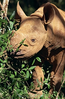 Rhino Prints: Baby black rhinoceros