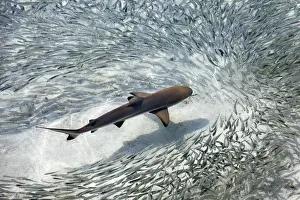 Swimming Prints: Baby black-tip reef shark being surrounded by a school of silver sprats in a shallow lagoon