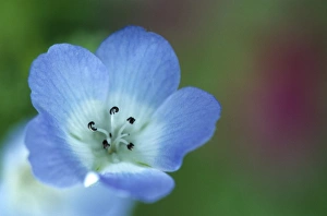 Bielefeld Prints: Baby Blue Eyes