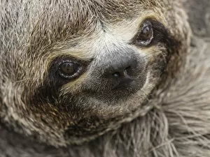 Animal Head Collection: Baby brown-throated sloth (Bradypus variegatus), San Francisco, Amazon Basin, Loreto