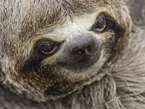 Wild Animals Prints: Baby brown-throated sloth (Bradypus variegatus), San Francisco, Amazon Basin, Loreto