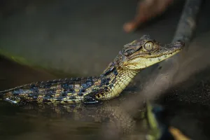 Alajuela Province Prints: Baby Caiman, Cano Negro, Alajuela Province, Costa Rica, Central America