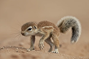 Baby Cape ground squirrel (Xerus inauris), Kgalagadi Transfrontier Park, encompassing