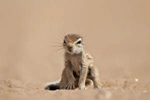 Baby Cape ground squirrel (Xerus inauris), Kgalagadi Transfrontier Park, encompassing
