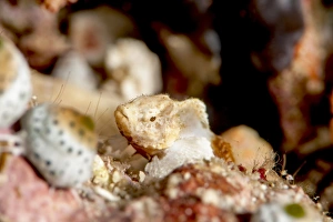 Images Dated 25th May 2008: Baby devil scorpionfish (Scorpaenopsis diabolus), Sulawesi, Indonesia, Southeast Asia, Asia