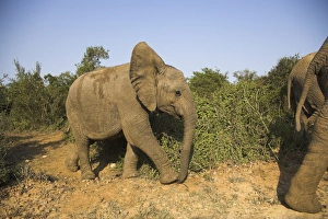 Baby elephant