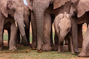 Animal Family Prints: Baby Elephant in Addo Elephant Park, South Africa, Africa