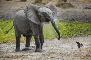 Baby elephant chasing bird (L. africana), Tarangire National Park, Tanzania, East Africa Baby elephant chasing bird (L. africana), Tarangire National Park, Tanzania, East Africa
