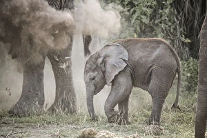 Dust Gallery: Baby elephant in a cloud of dust sprayed by its mother, Amboseli National Park, Kenya