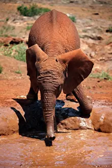 Elephant Prints: A baby elephant at the David Sheldrick Wildlife Trust elephant orphanage