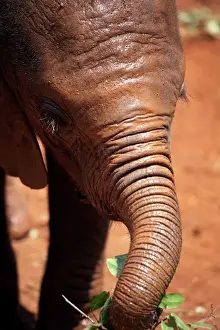 Elephant Prints: A baby elephant at the David Sheldrick Wildlife Trust elephant orphanage